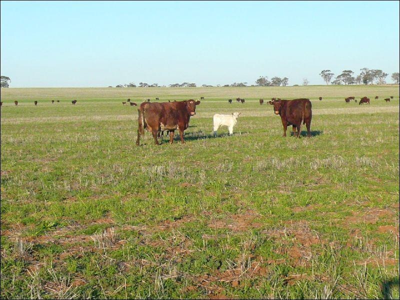 Corack East VIC 3480
