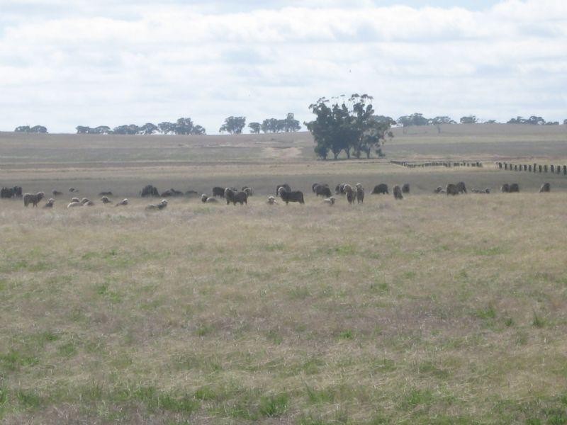 1650 ACRES (APPROX), St Arnaud VIC 3478