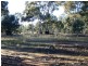 Lot 1 and 2 Sheltons Road, Wedderburn VIC 3518
