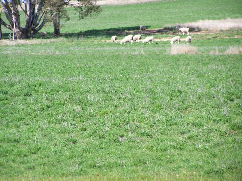 00 Kooreh Road, Carapooee VIC 3478