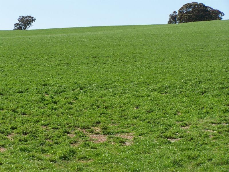 00 Kooreh Road, Carapooee VIC 3478