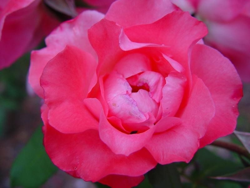 90 Nicholson Road, Stanthorpe QLD 4380