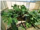 10 Hayles Road, Elizabeth Park SA 5113