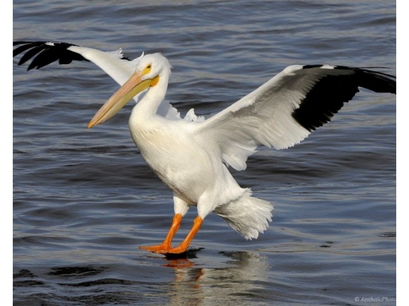 156 Marina Quays Boulevard, Hope Island QLD 4212