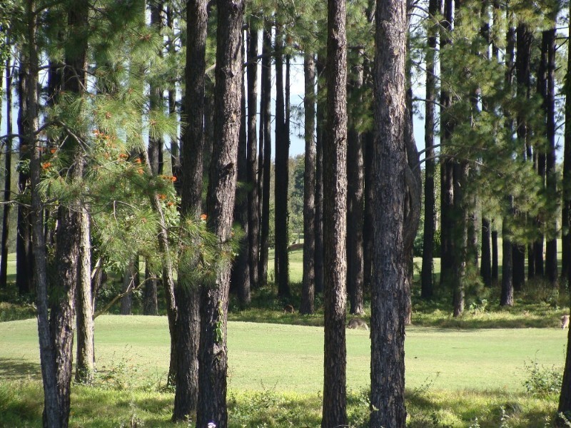 Sanctuary Cove QLD 4212