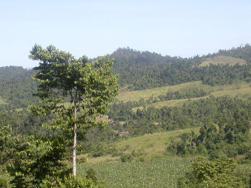 1249 Utchee Road, Utchee Creek, Mena Creek QLD 4871