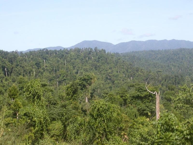 1249 Utchee Road, Utchee Creek, Innisfail QLD 4860