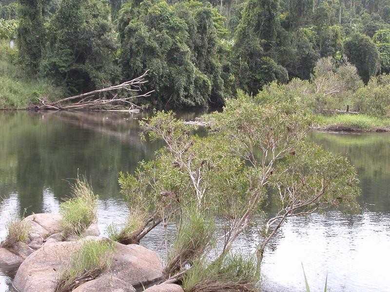 1249 Utchee Road, Utchee Creek, Innisfail QLD 4860