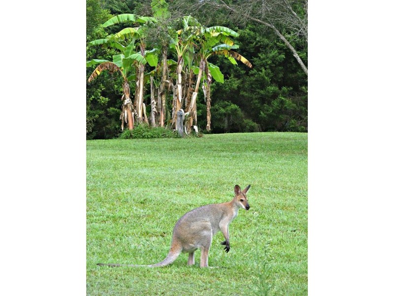 22 Bradman Drive, Currumbin Valley QLD 4223