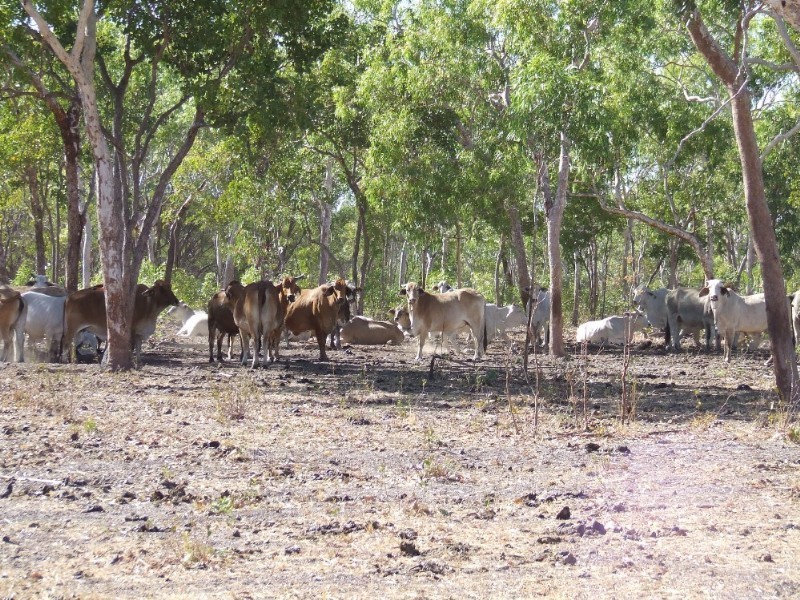 1116 & 4305 Florina Road, Katherine NT 0850