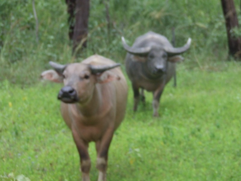 6208 Edith Farms Road, Katherine NT 0850