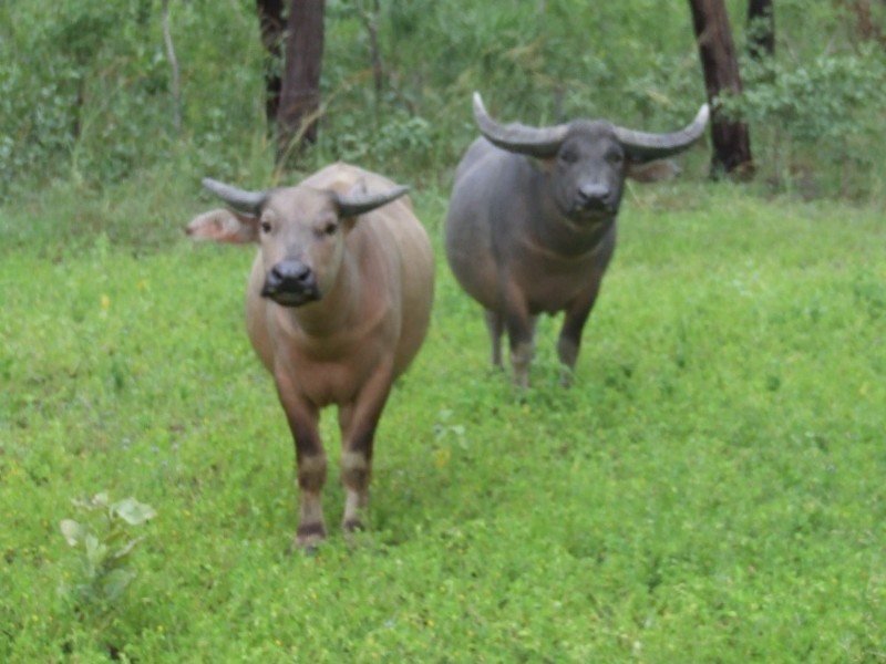 6208 Edith Farms Road, Katherine NT 0850