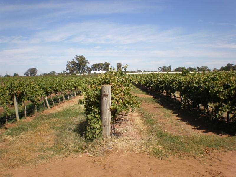 Lot 510 Strangman Road, Waikerie SA 5330