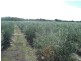 Lot 2 Legoe Road, Buckland Park SA 5120