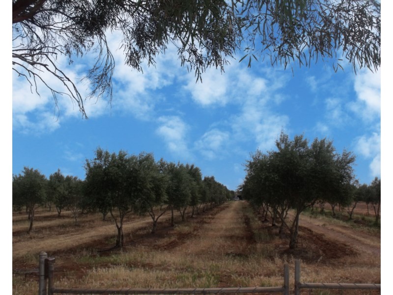 Lot 488 Pinery Road, Owen SA 5460