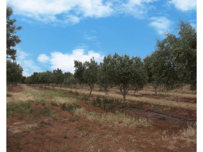 Lot 488 Pinery Road, Owen SA 5460