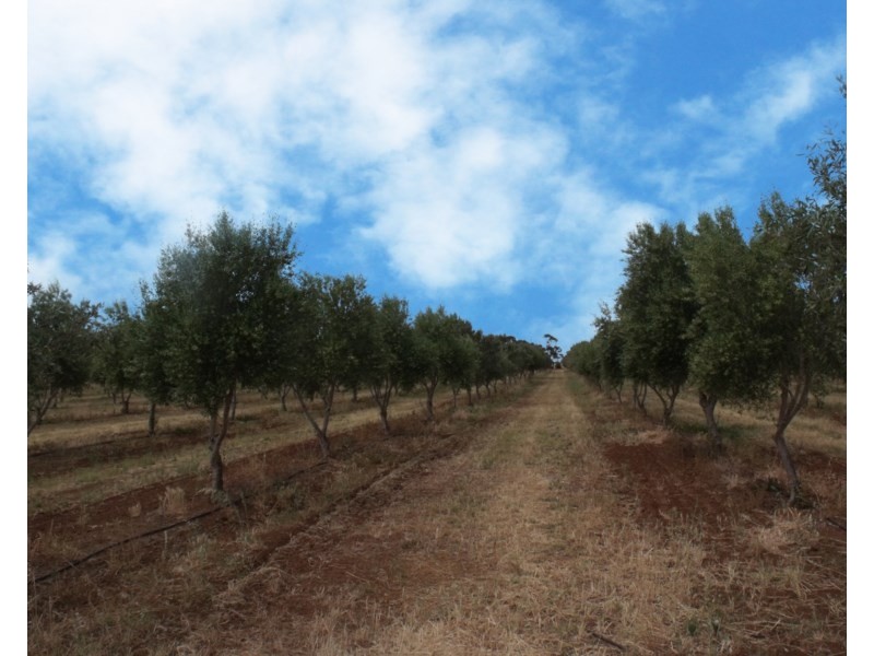 Lot 488 Pinery Road, Owen SA 5460