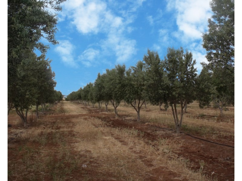 Lot 488 Pinery Road, Owen SA 5460