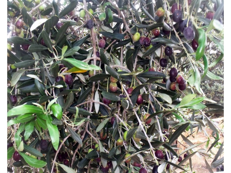 Lot 488 Pinery Road, Owen SA 5460