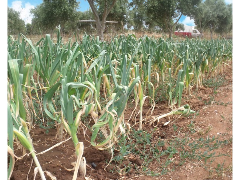 Lot 488 Pinery Road, Owen SA 5460