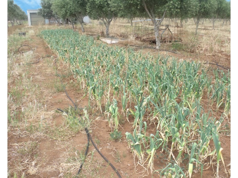 Lot 488 Pinery Road, Owen SA 5460