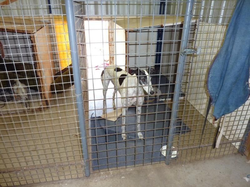 97 Dawkins Road, Lewiston SA 5501