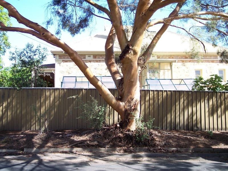 82 Braund Road, Prospect SA 5082