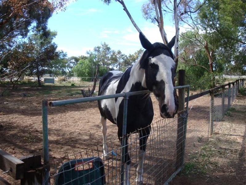 1 Windmill Road, Two Wells SA 5501