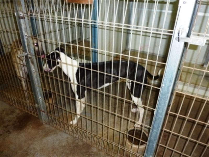 106 Gawler Road, Lewiston SA 5501