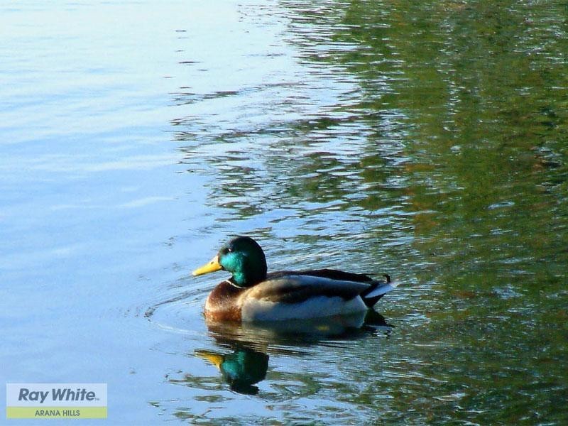 LOT 956 Pallas Parade, Warner QLD 4500