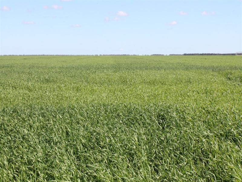 . Ballangarry Road, Thallon QLD 4497