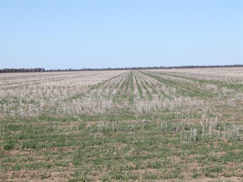 . Ballangarry Road, Thallon QLD 4497