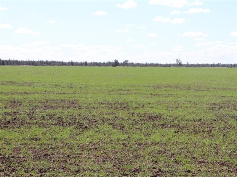 . Ballangarry Road, Thallon QLD 4497