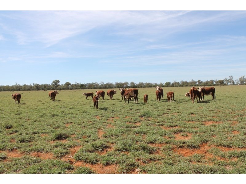 . HONEYMAH Lane, Dirranbandi QLD 4486
