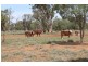 . HONEYMAH Lane, Dirranbandi QLD 4486