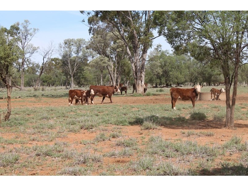 . HONEYMAH Lane, Dirranbandi QLD 4486