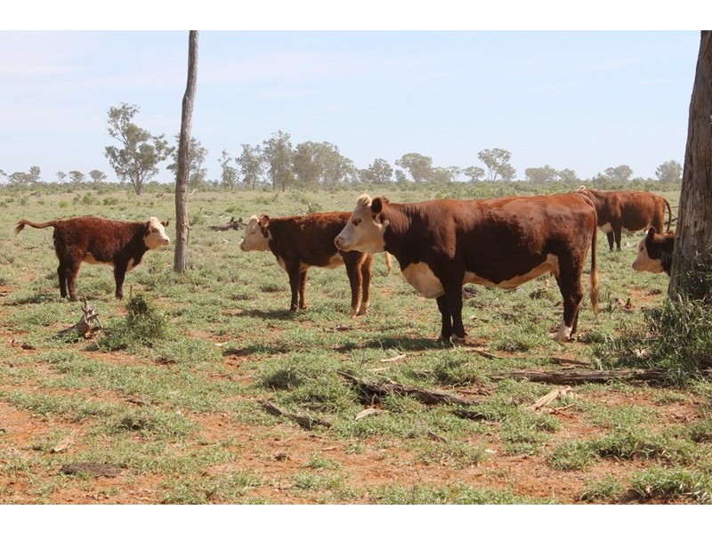 . HONEYMAH Lane, Dirranbandi QLD 4486