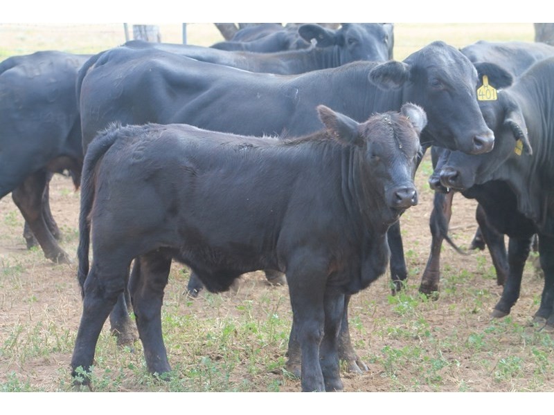 LOT 11 INGABY Road, St George QLD 4487