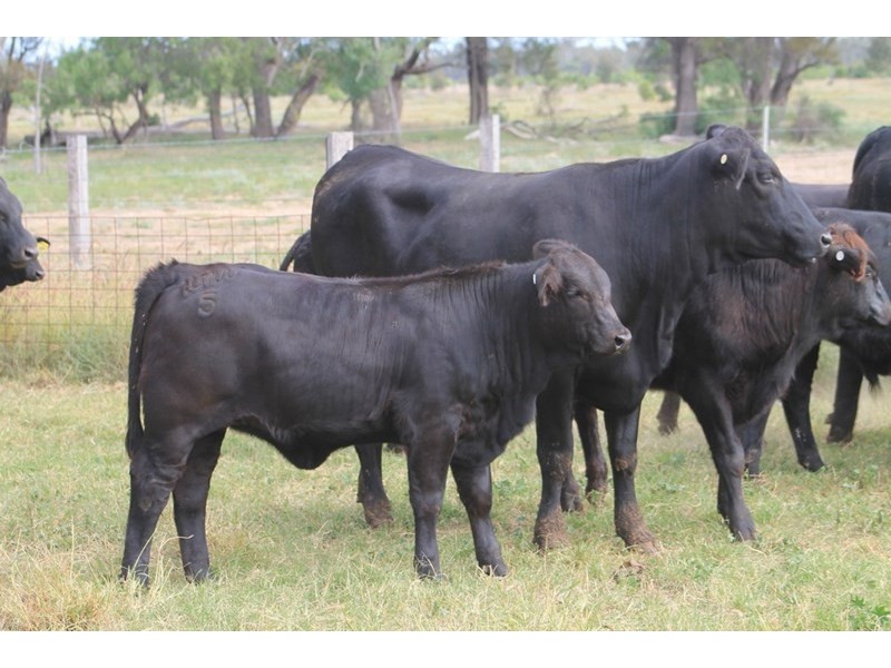 LOT 11 INGABY Road, St George QLD 4487