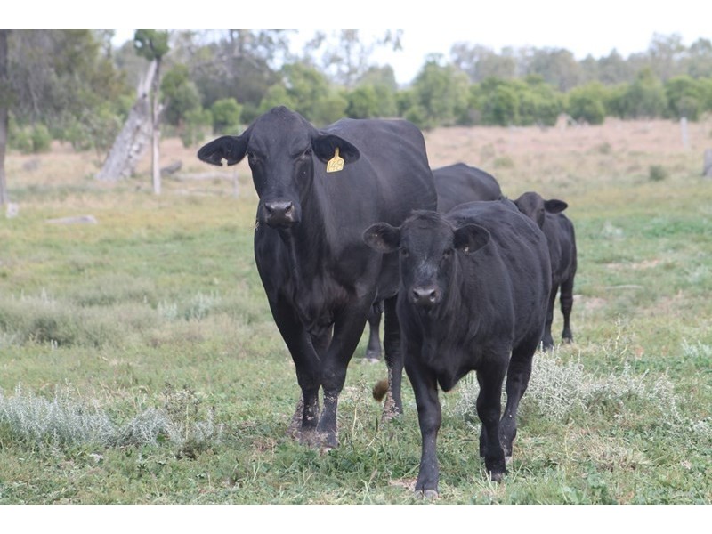 LOT 11 INGABY Road, St George QLD 4487