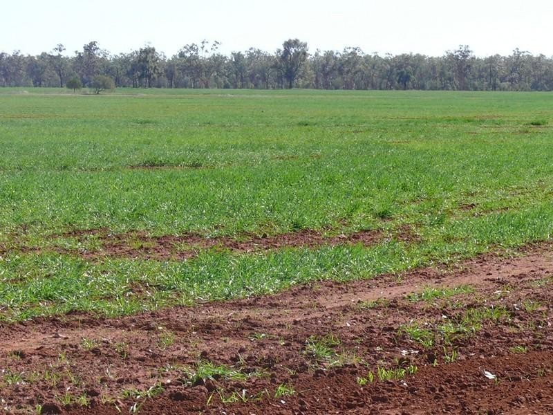 Cheriton 00, St George QLD 4487