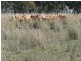 Cheriton 00, St George QLD 4487