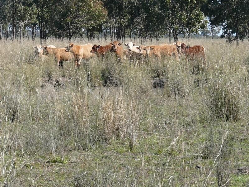Cheriton 00, St George QLD 4487