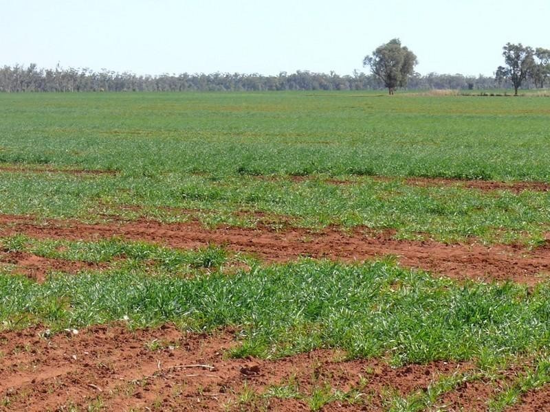 Cheriton 00, St George QLD 4487