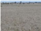 Cheriton 00, St George QLD 4487