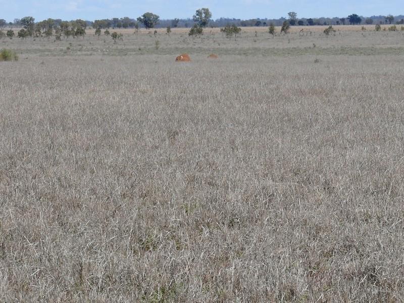 Cheriton 00, St George QLD 4487
