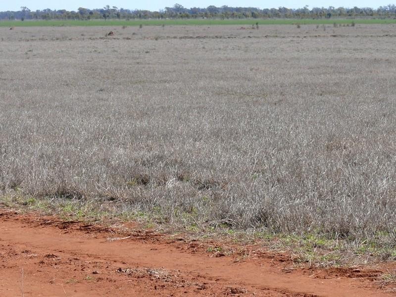 Cheriton 00, St George QLD 4487