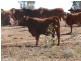 Cheriton 00, St George QLD 4487