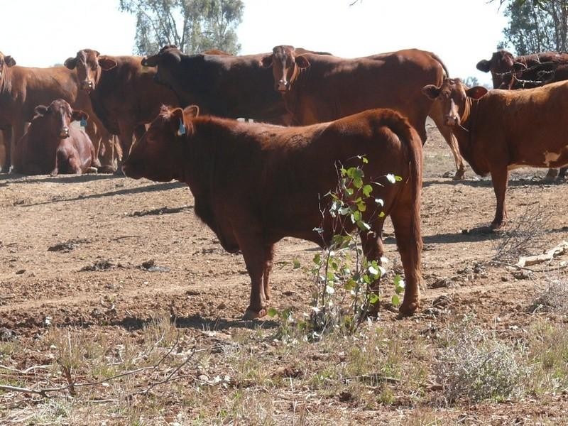 Cheriton 00, St George QLD 4487