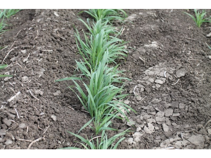 3054 KYILLA Road, Glenmorgan QLD 4423